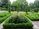 Buxus met rozen