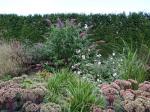 Vlinderplanten en siergrassen