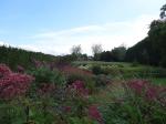 Vlinderplanten en siergrassen in de tinten roze en paars