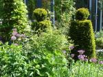 Allium en taxus