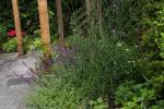 Paarse vaste planten
